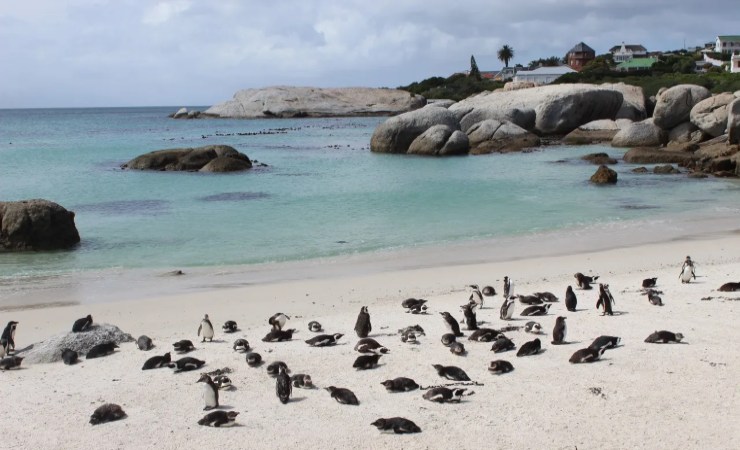 Boulders Beach, Sudafrica - LeBisbetiche.com