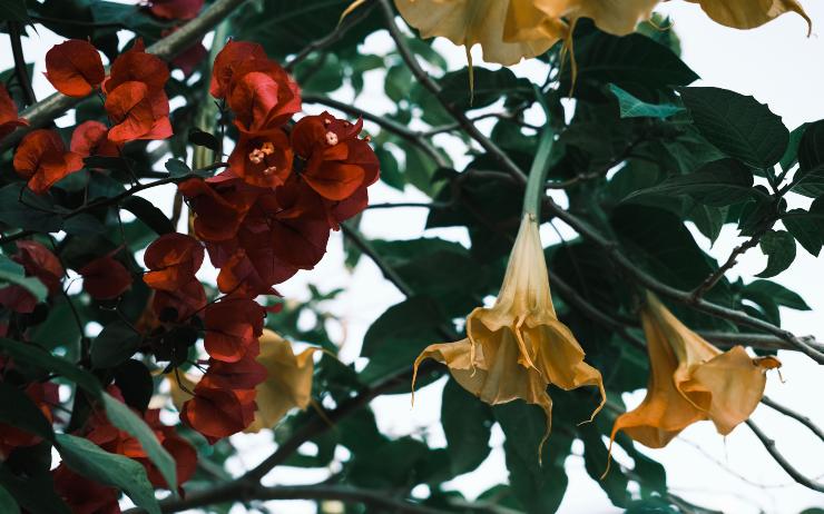 Brugmansia - LeBisbetiche.com