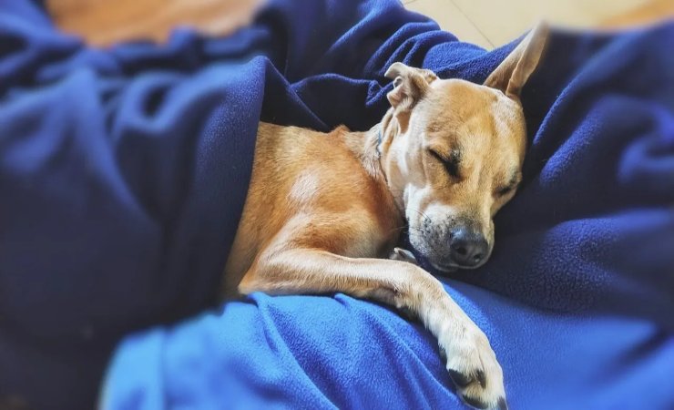 Cane sotto le coperte - LeBisbetiche.com