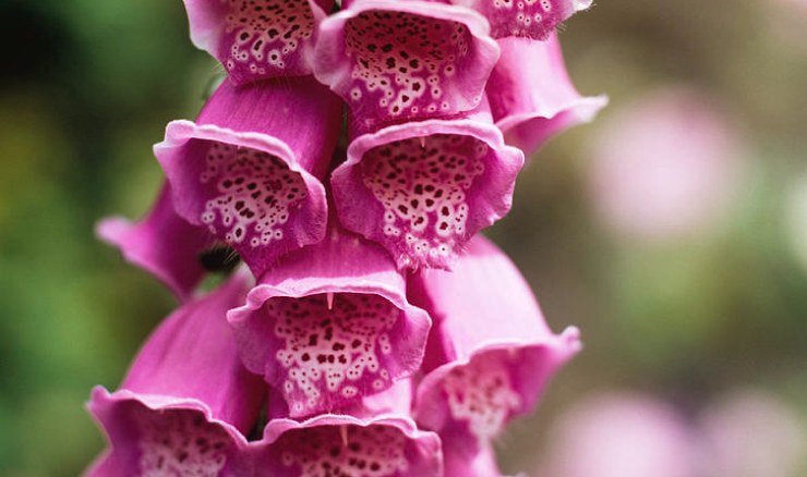 Digitale purpurea - LeBisbetiche.com