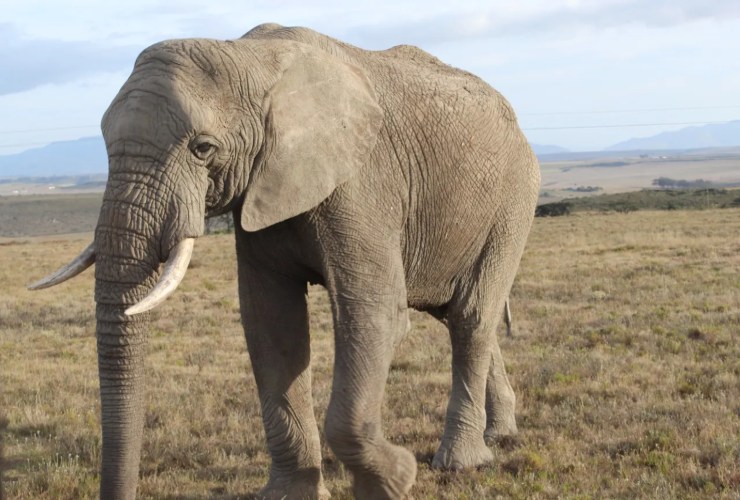 Elefante al Garden Route Game Lodge - LeBisbetiche.com