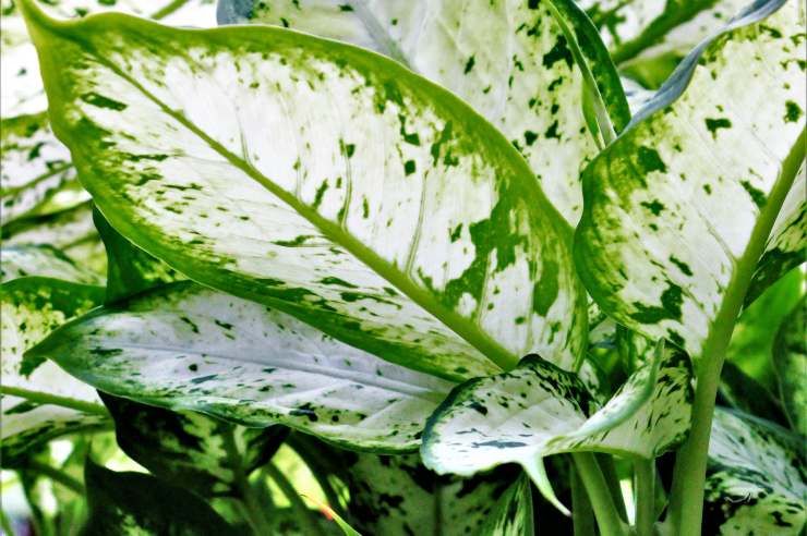 Piante velenose, dieffenbachia - Le Bisbetiche.com