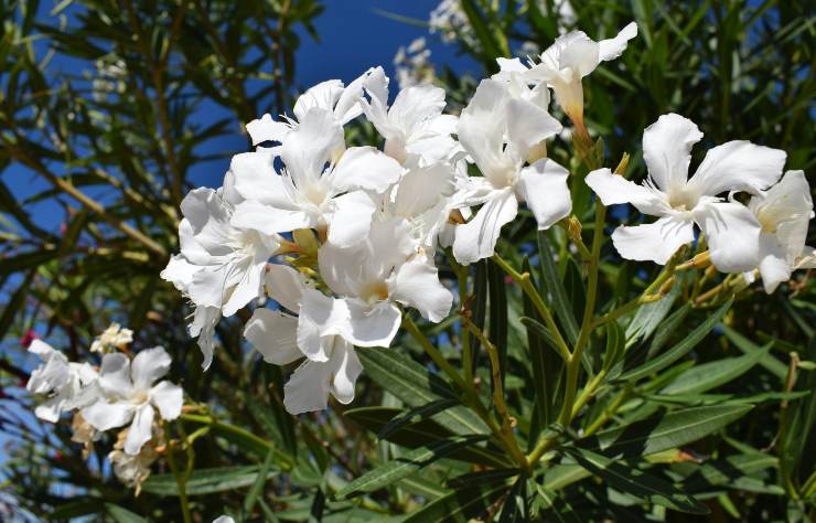 Piante velenose, oleandro - LeBisbetiche.com