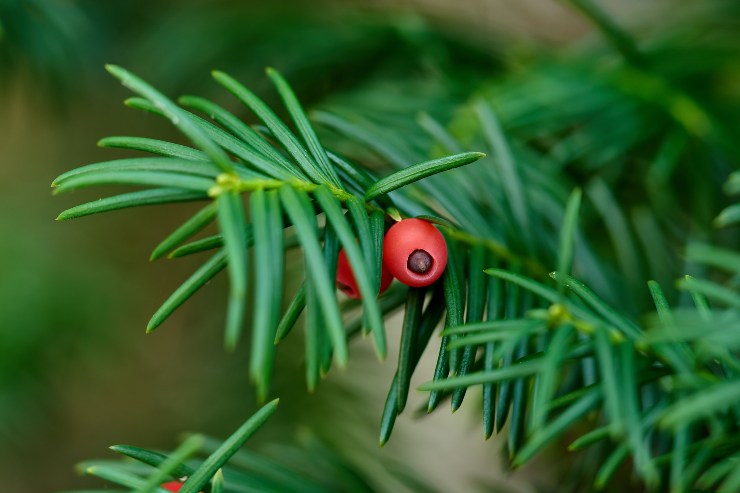 Piante velenose, tasso - LeBisbetiche.com