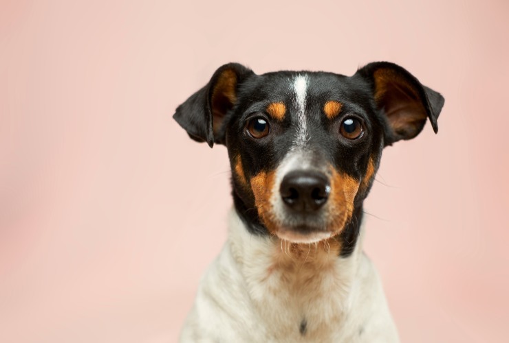 Cane - LeBisbetiche.com