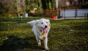 Cane che corre - LeBisbetiche.com (Credits Pexels)
