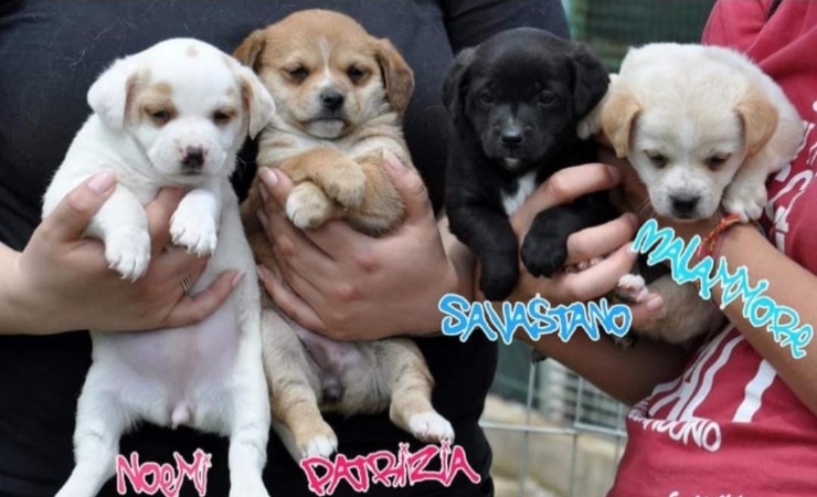 Cucciolata Gomorra - LeBisbetiche.com