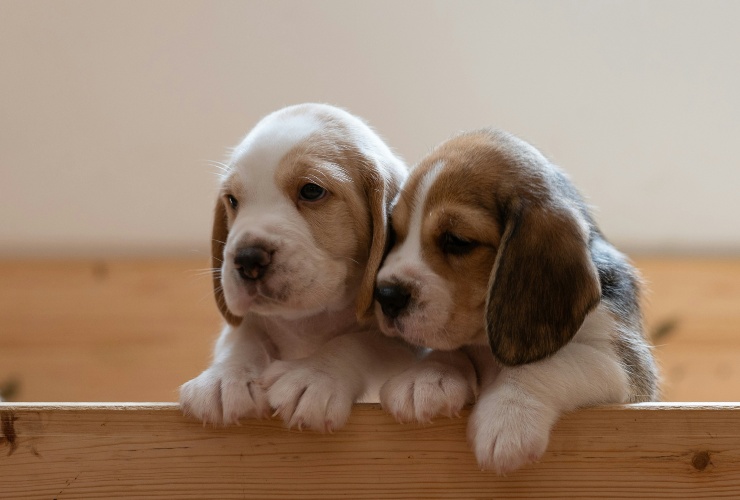 Cuccioli Beagle - LeBisbetiche.com