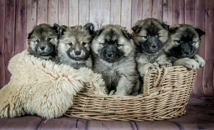 Cuccioli - LeBisbetiche.com