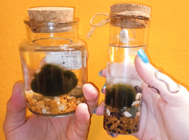 I miei due marimo - LeBisbetiche.com