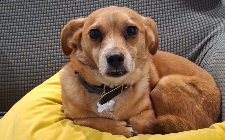 Patty, Cane - LeBisbetiche.com