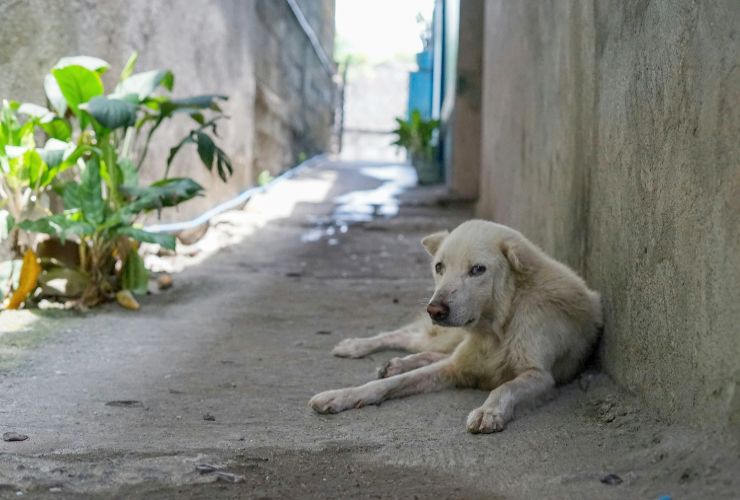 Cagnolino sul ciglio della strada - LeBisbetiche.com