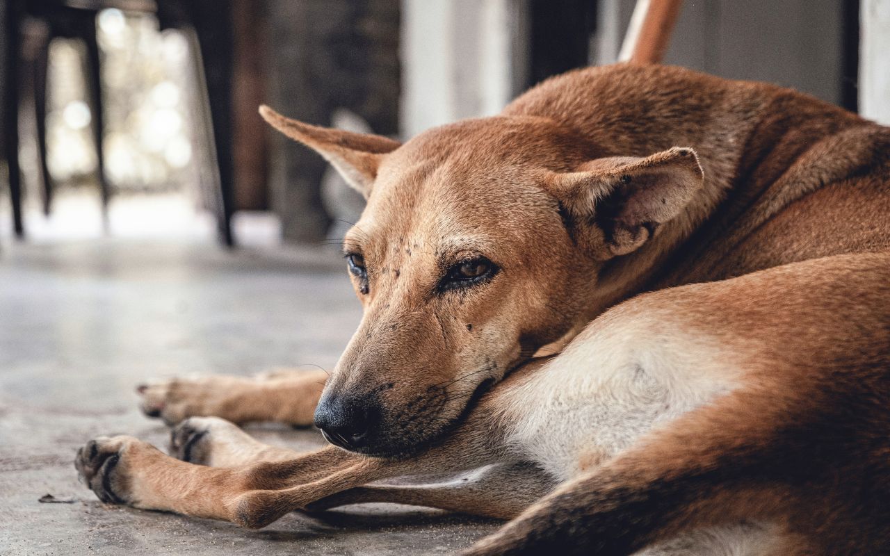 Cane abbandonato, cani - LeBisbetiche.com