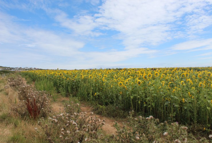 Distesa di girasoli a Rhossily Bay - LeBisbetiche.com