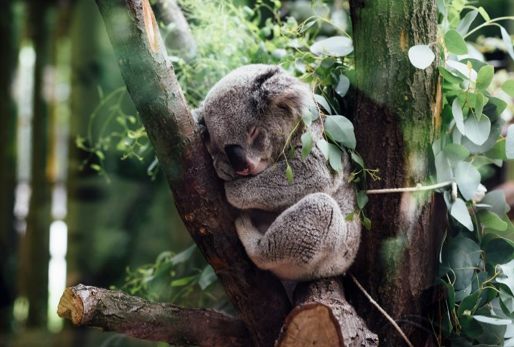 Koala - lebisbetiche.com