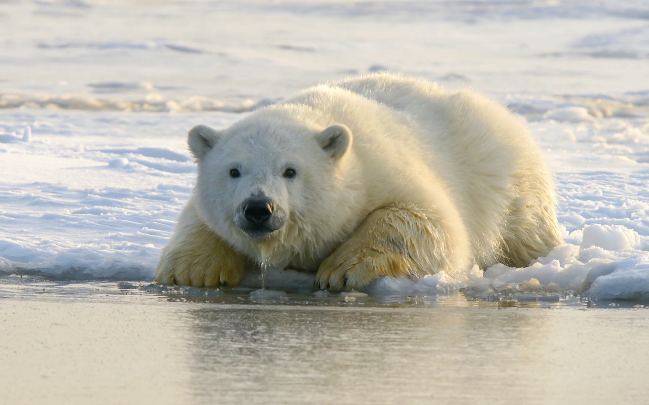 Orso polare - lebisbetiche.com - Animali