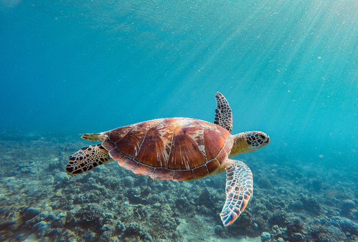 Tartaruga marina - lebisbetiche.com