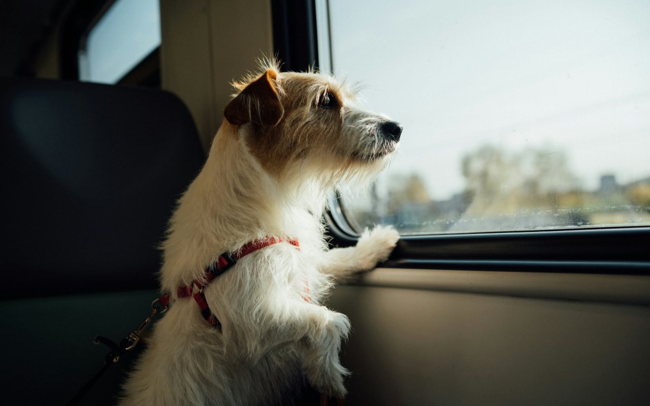 Cane in treno - LeBisbetiche.com