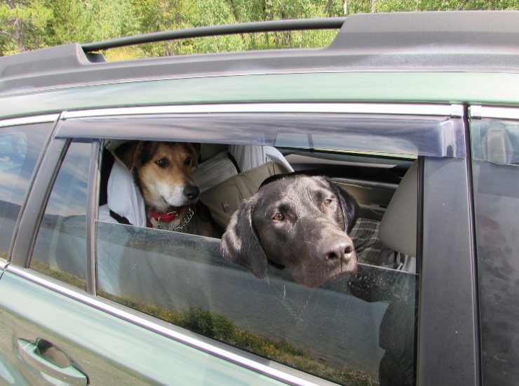 Cani in macchina - LeBisbetiche.com