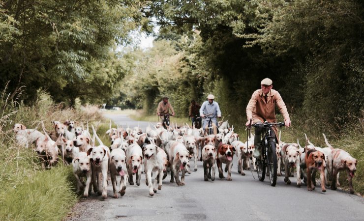 Cani in mezzo alla natura - LeBisbetiche.com