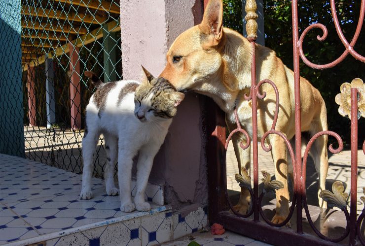 Cane e gatto - LeBisbetiche.com 