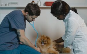Veterinari durante una visita ad un cane, presidio veterinario - LeBisbetiche.com
